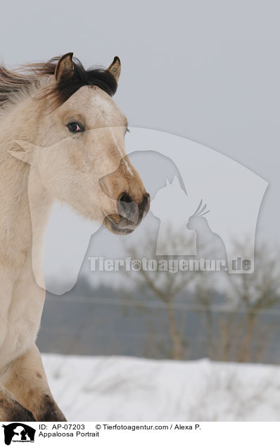 Appaloosa Portrait / Appaloosa Portrait / AP-07203