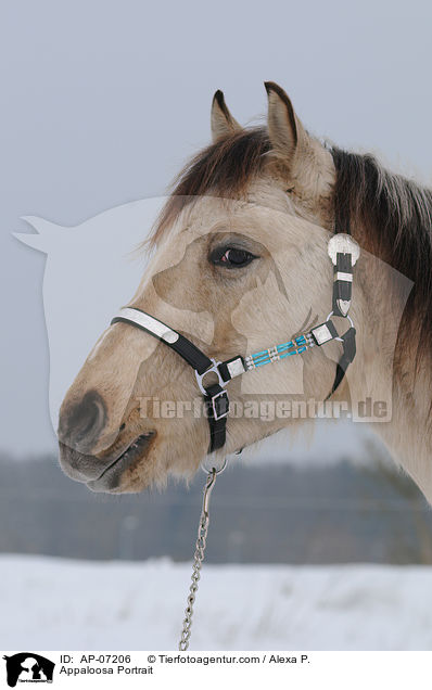 Appaloosa Portrait / Appaloosa Portrait / AP-07206