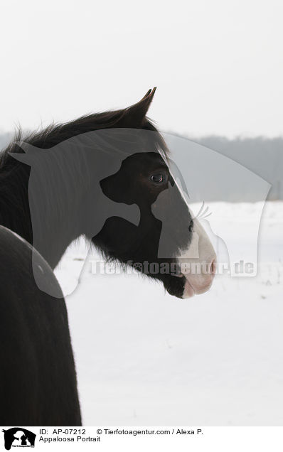 Appaloosa Portrait / Appaloosa Portrait / AP-07212