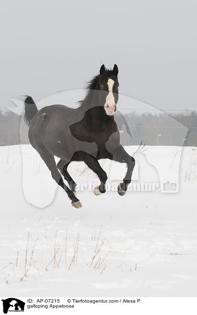 galoppierendes Appaloosa / galloping Appaloosa / AP-07215