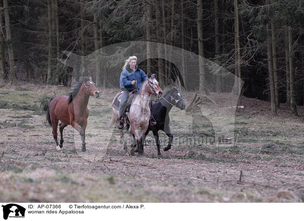 Frau reitet Appaloosa mit 2 Handpferden / woman rides Appaloosa / AP-07366