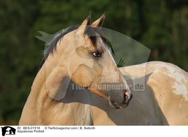 Appaloosa Portrait / Appaloosa Portrait / BES-01516