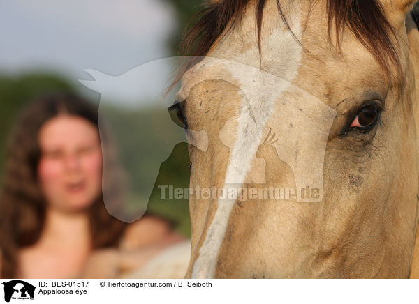 Appaloosa Auge / Appaloosa eye / BES-01517
