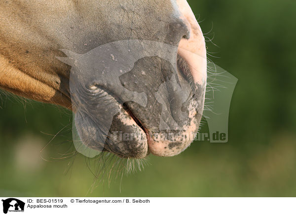 Appaloosa Maul / Appaloosa mouth / BES-01519