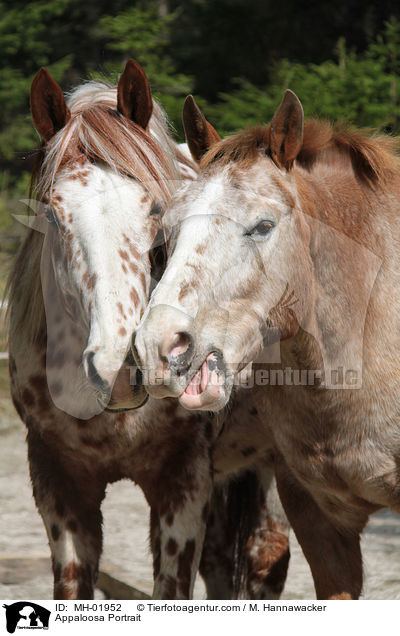 Appaloosa Portrait / Appaloosa Portrait / MH-01952