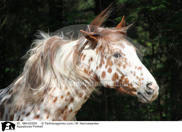 Appaloosa Portrait / Appaloosa Portrait / MH-02009