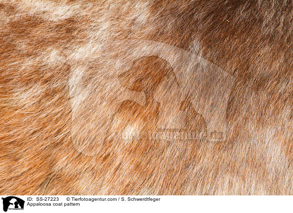 Appaloosa Fell / Appaloosa coat pattern / SS-27223