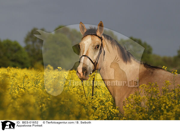 Appaloosa Portrait / Appaloosa Portrait / BES-01652