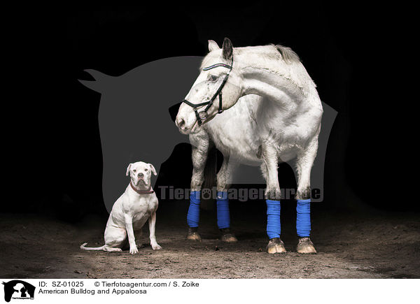 American Bulldog and Appaloosa / SZ-01025