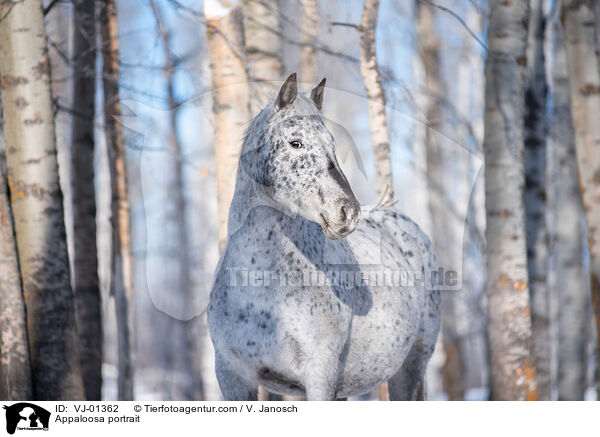Appaloosa Portrait / Appaloosa portrait / VJ-01362
