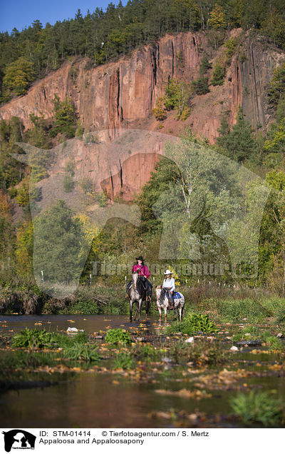 Appaloosa and Appaloosapony / STM-01414