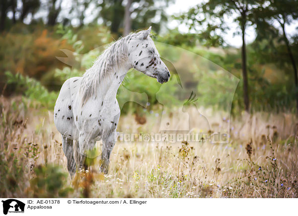 Appaloosa / Appaloosa / AE-01378