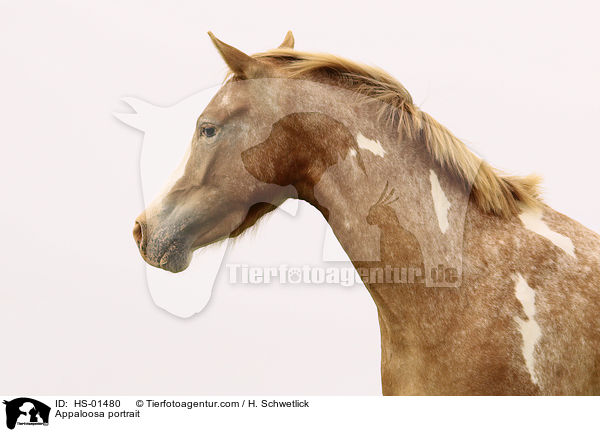 Appaloosa portrait / HS-01480
