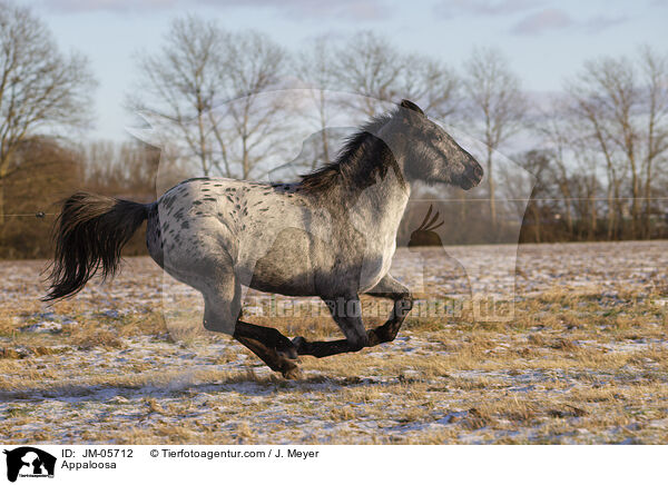 Appaloosa / Appaloosa / JM-05712
