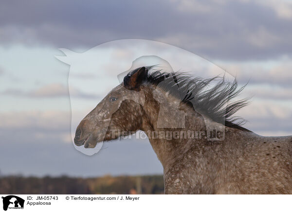 Appaloosa / Appaloosa / JM-05743