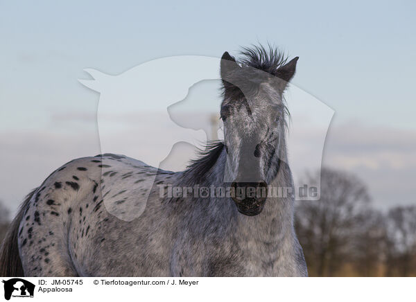 Appaloosa / Appaloosa / JM-05745