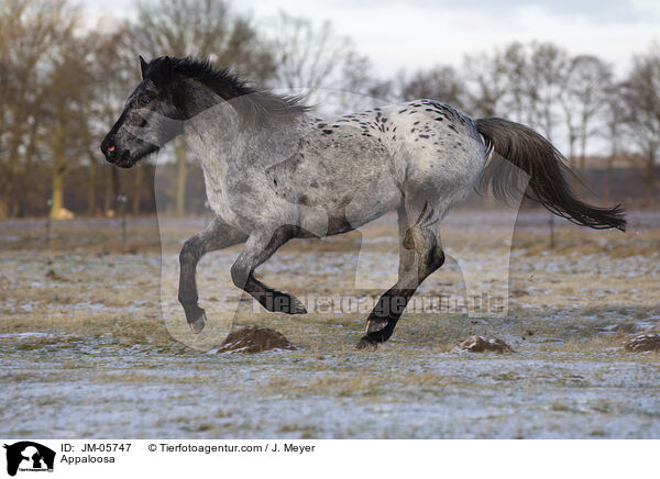 Appaloosa / Appaloosa / JM-05747