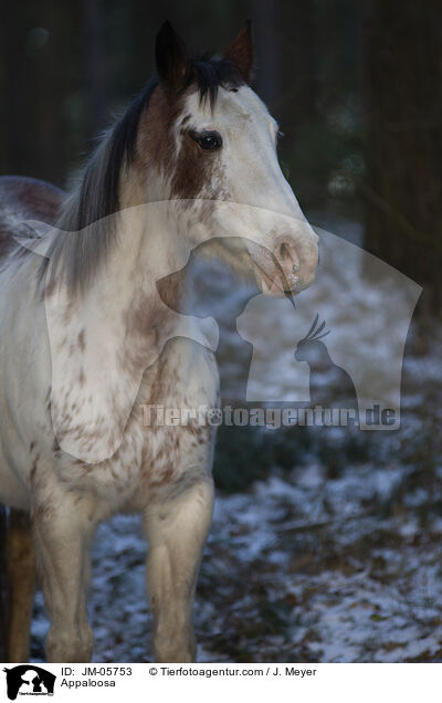 Appaloosa / JM-05753