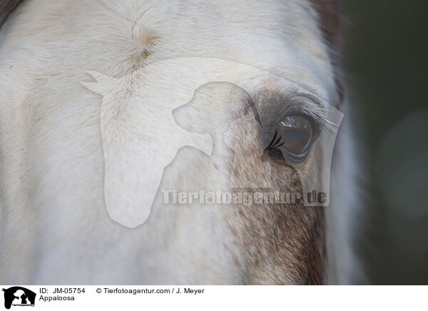 Appaloosa / JM-05754