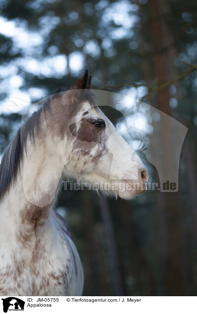 Appaloosa / Appaloosa / JM-05755
