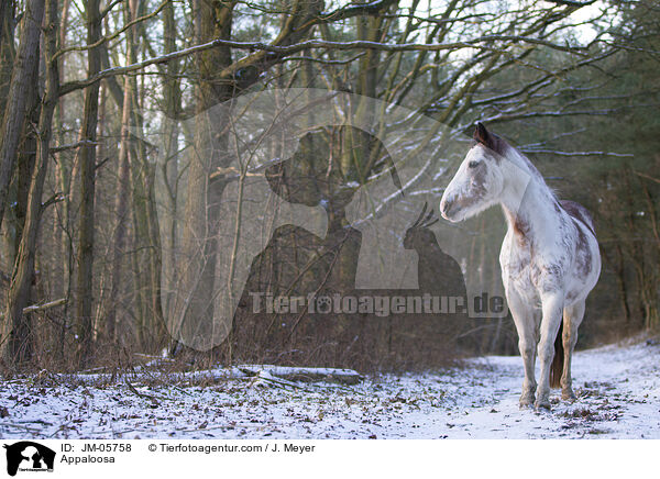 Appaloosa / JM-05758