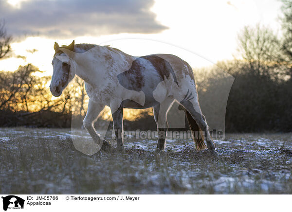 Appaloosa / Appaloosa / JM-05766