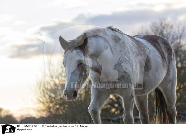 Appaloosa / JM-05770
