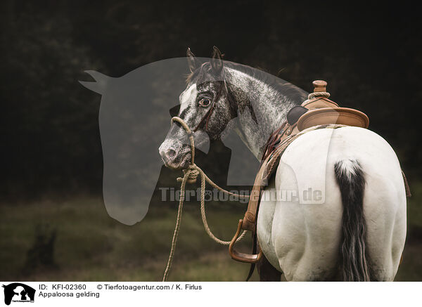 Appaloosa Wallach / Appaloosa gelding / KFI-02360