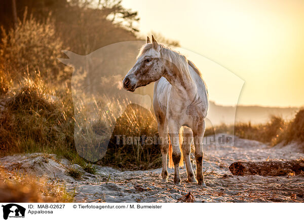 Appaloosa / MAB-02627