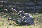 wallowing Appaloosa