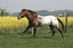 running appaloosa