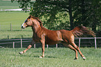 running Appaloosa