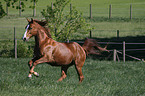 running Appaloosa