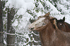 appaloosa in the snow