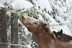 appaloosa in the snow
