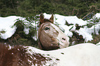 appaloosa in the snow