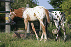 Appaloosa foal