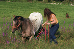 Appaloosa stallion