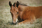 Appaloosa foal
