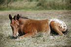Appaloosa foal