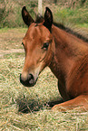 lying Appaloosa foal