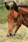 lying Appaloosa foal