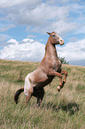 rearing appaloosa