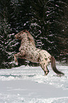 Appaloosa in snow