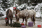 Appaloosas at christmas