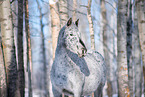 Appaloosa portrait