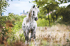 Appaloosa