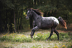 Appaloosa
