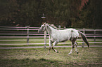 trotting Appaloosa