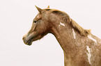 Appaloosa portrait